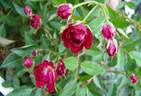Balassi Bálint rose photo