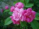 Bihari János rose photo