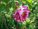 Cassovia rose photo