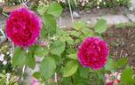 Comtesse Maria Henrietta rose photo