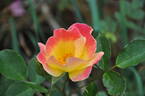 Pamela Joy rose photo
