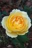Fragrant Old Yellow rose photo