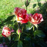 Rachel Louise Moran rose photo