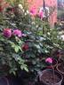 Sant' Antonio di Padova rose photo