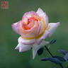 Tchaikovsky ® rose photo