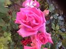 Sant' Antonio di Padova rose photo