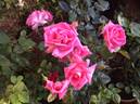 Sant' Antonio di Padova rose photo