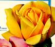 Kabuki ® rose photo
