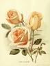 Sunburst rose photo