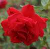 Nachtfalter rose photo