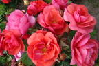 Folle Framboise ® rose photo