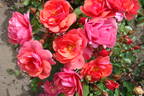 Folle Framboise ® rose photo