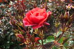 Folle Framboise ® rose photo
