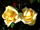 Nicolas Hulot ® rose photo