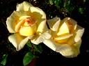Nicolas Hulot ® rose photo