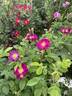 Merveille rose photo