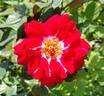 Old Master rose photo