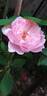 Kathryn Morley rose photo