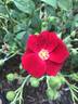 Anda rose photo