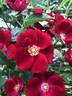 Anda rose photo