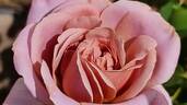Simply Gorgeous rose photo