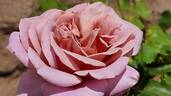 Simply Gorgeous rose photo