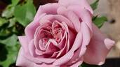 Simply Gorgeous rose photo