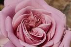 Simply Gorgeous rose photo