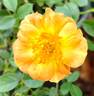 Oso Easy Paprika rose photo