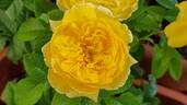 Souvenir de Marcel Proust rose photo