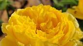 Souvenir de Marcel Proust rose photo