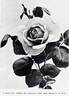 Madame Maurice de Luze rose photo