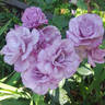 Moody Blue rose photo