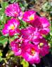 Grape Jelly rose photo