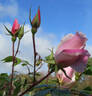 Belle Portugaise rose photo