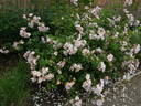 Rosy Cushion ® rose photo