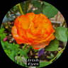 Irish Eyes ™ rose photo
