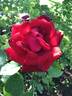 Erika Pluhar rose photo