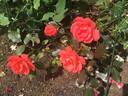 Piccolo ® rose photo