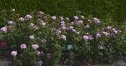 Princesse Claire rose photo