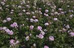 Princesse Claire rose photo