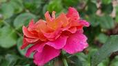 Belle Epoque Sunflor ® rose photo