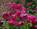 Tam O'Shanter rose photo