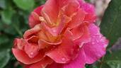Belle Epoque Sunflor ® rose photo
