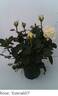 Evera607 rose photo