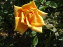 Caramel Crème rose photo