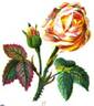 Miss Ingram rose photo