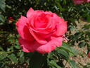Zach Nobles rose photo