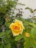 Lion's International rose photo