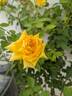 Lion's International rose photo